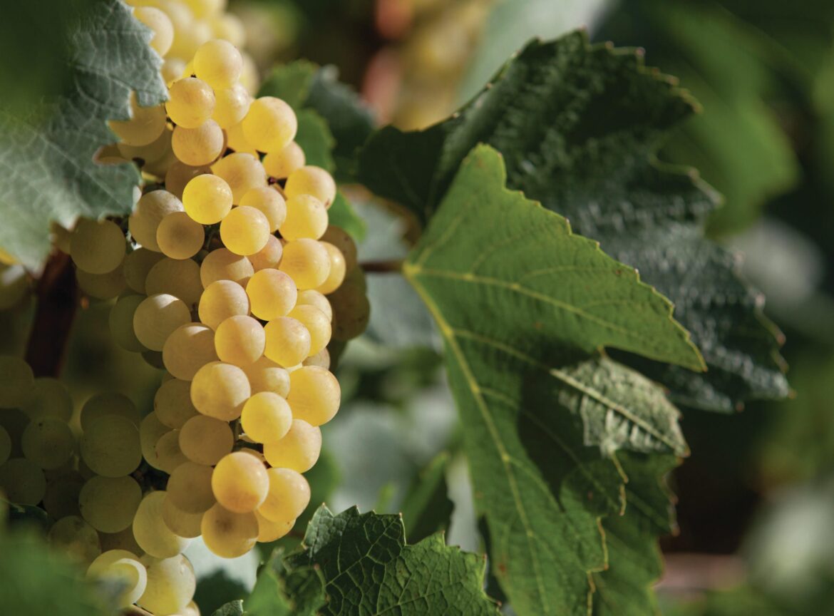 Six delicious new-release Chardonnays from Chile Six delicious new-release Chardonnays from Chile