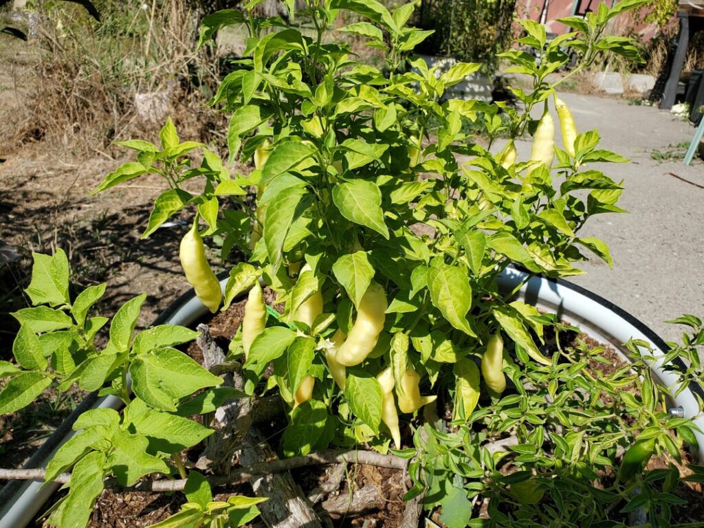 What are they, and are they ready to go yet?