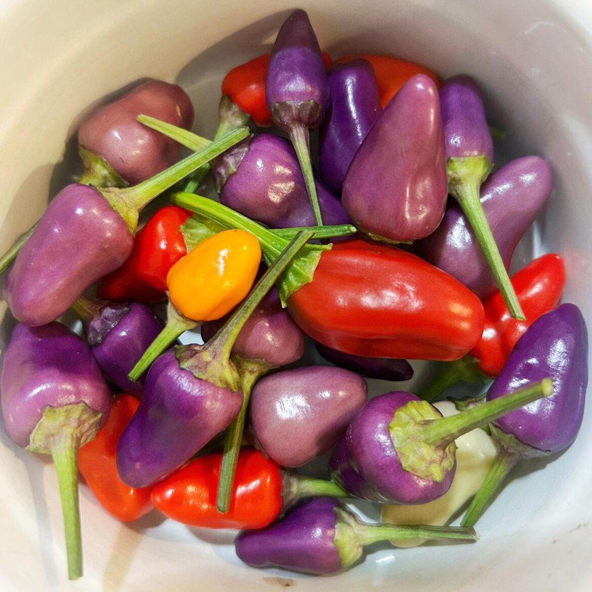 Picked some purple peppers in my purple pepper patch