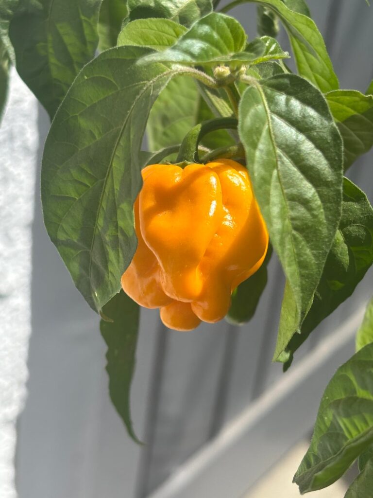 My garden finally exploded with color this week! My garden finally exploded with color this week!