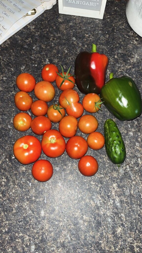 Another day; another harvest 😊