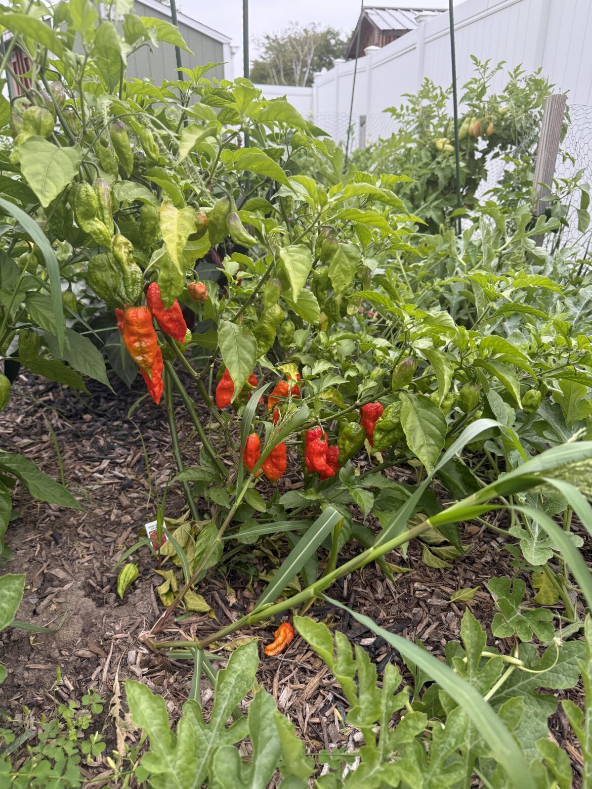 Ghost peppers - what am I supposed to do with them?