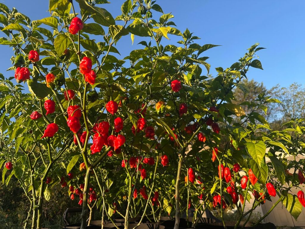 Soon time for my 3rd harvest.