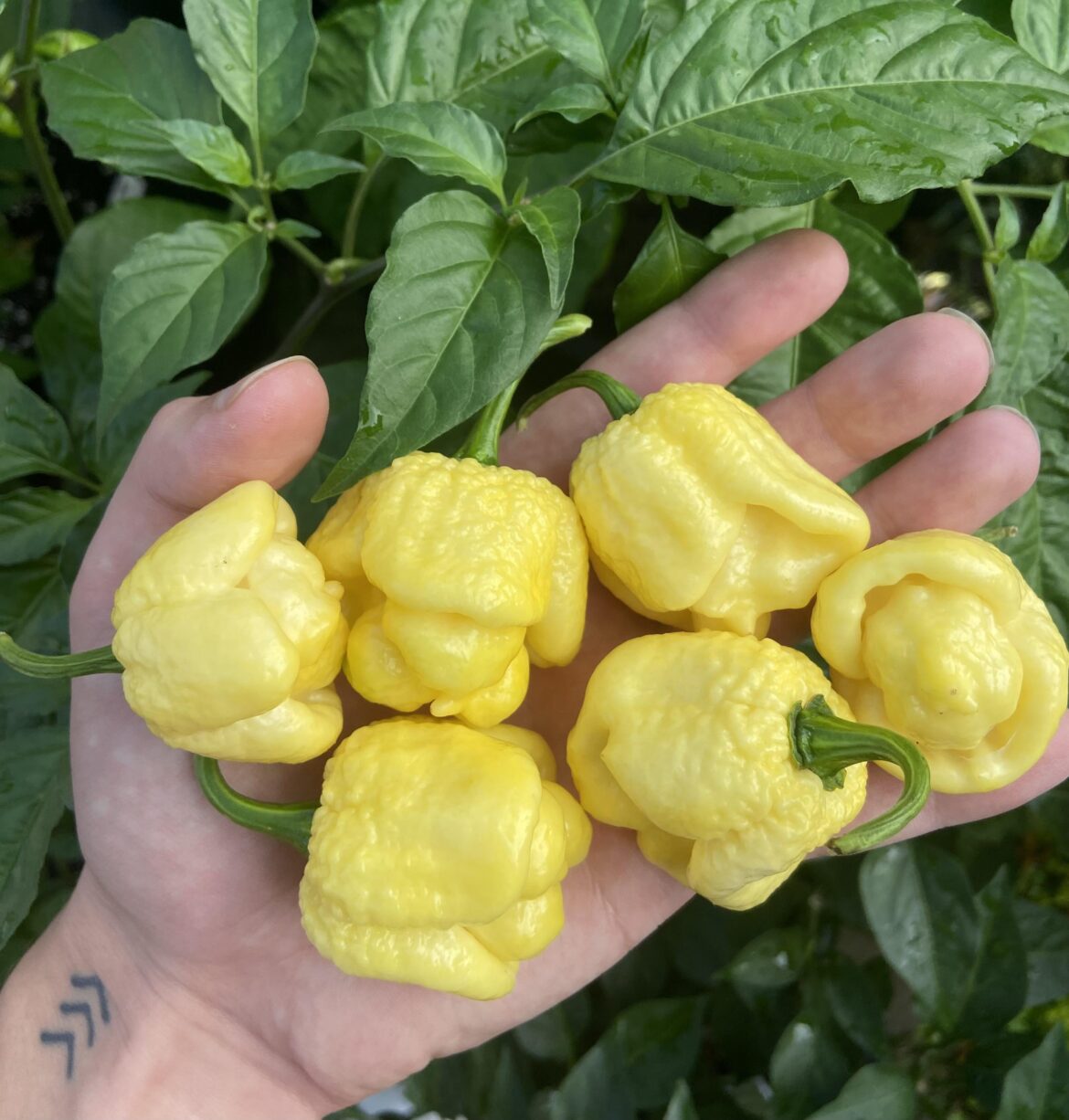 Finally got some white morugas🦂