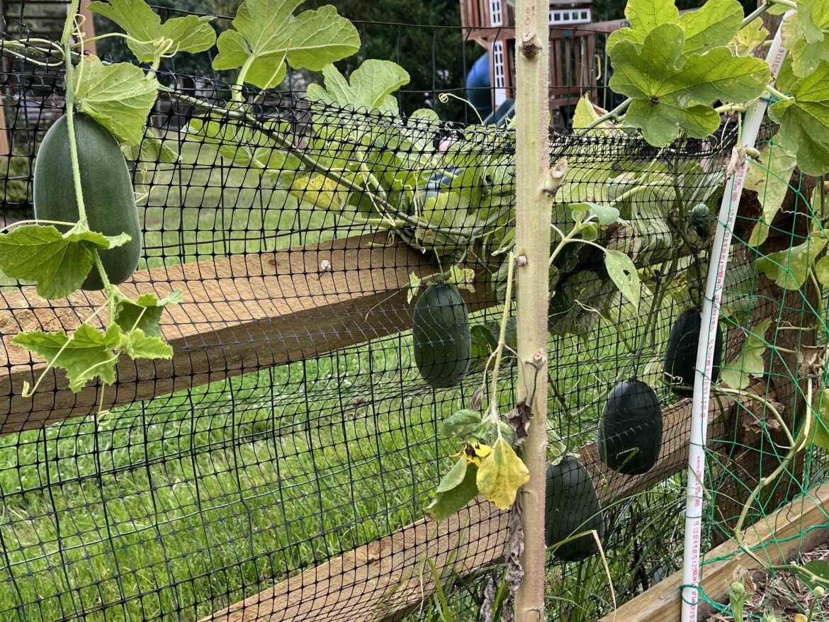 My melons said hell no to the trellis and decided to fruit between the fences🫠