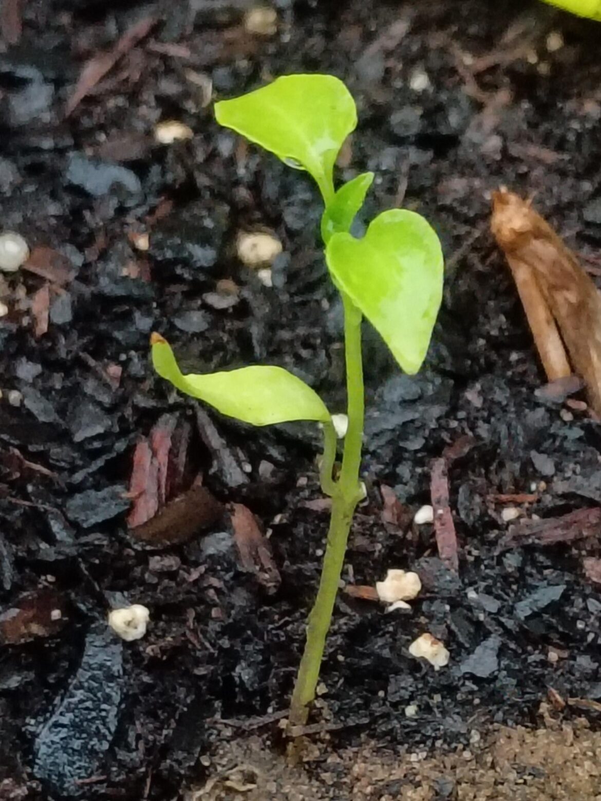 Y'all out here posting harvests and I'm just like...