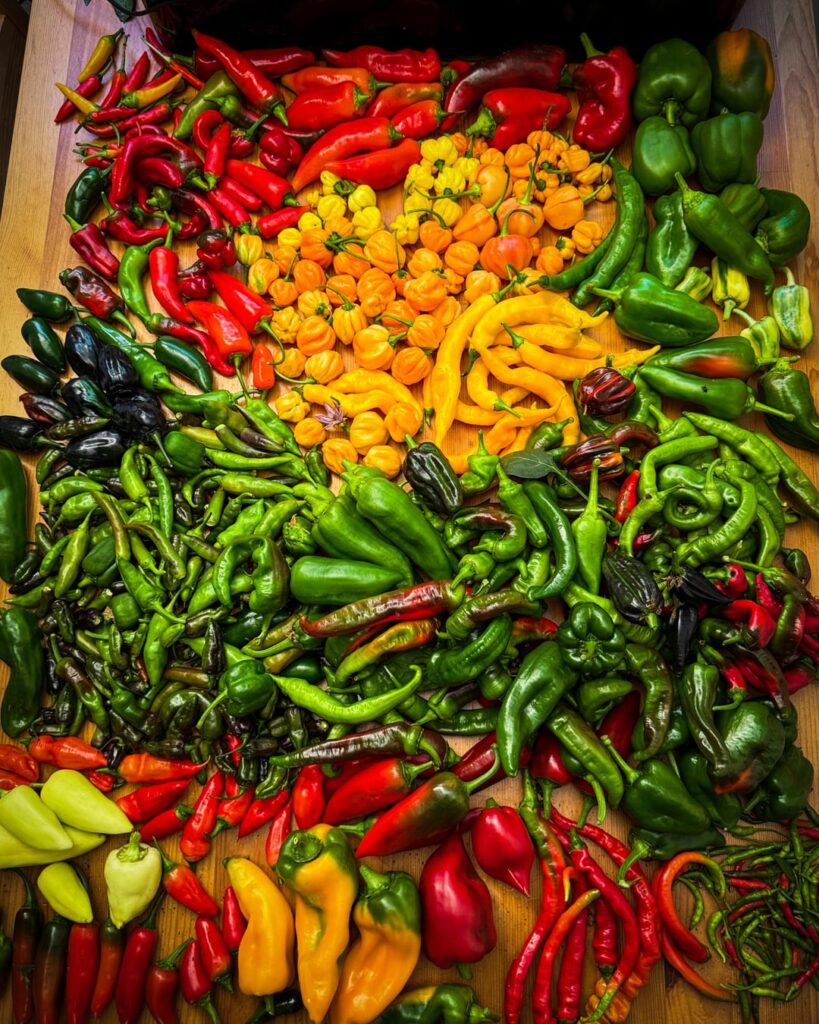 Mostly peppers coming off right now, but still some other stuff here and there.