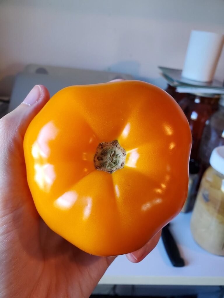 Farmer’s market find — are these really Sun Golds? Farmer’s market find — are these really Sun Golds?