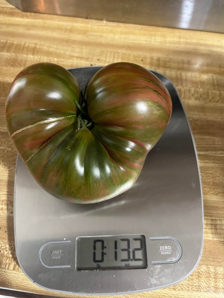 Biggest tomato I’ve ever grown in the PNW! Biggest tomato I’ve ever grown in the PNW!