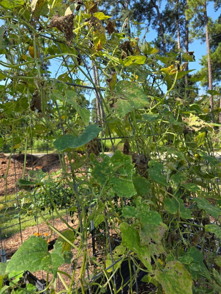 Cucumber disaster - need to learn from my mistakes!