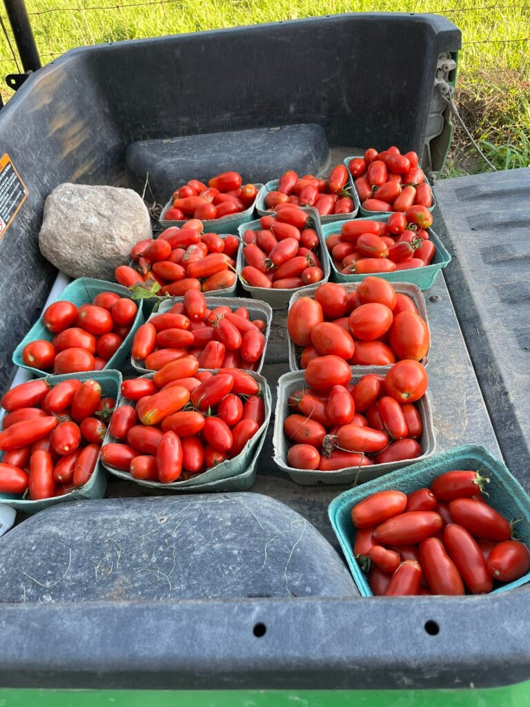 SanMarzano from seeds.. in Michigan!