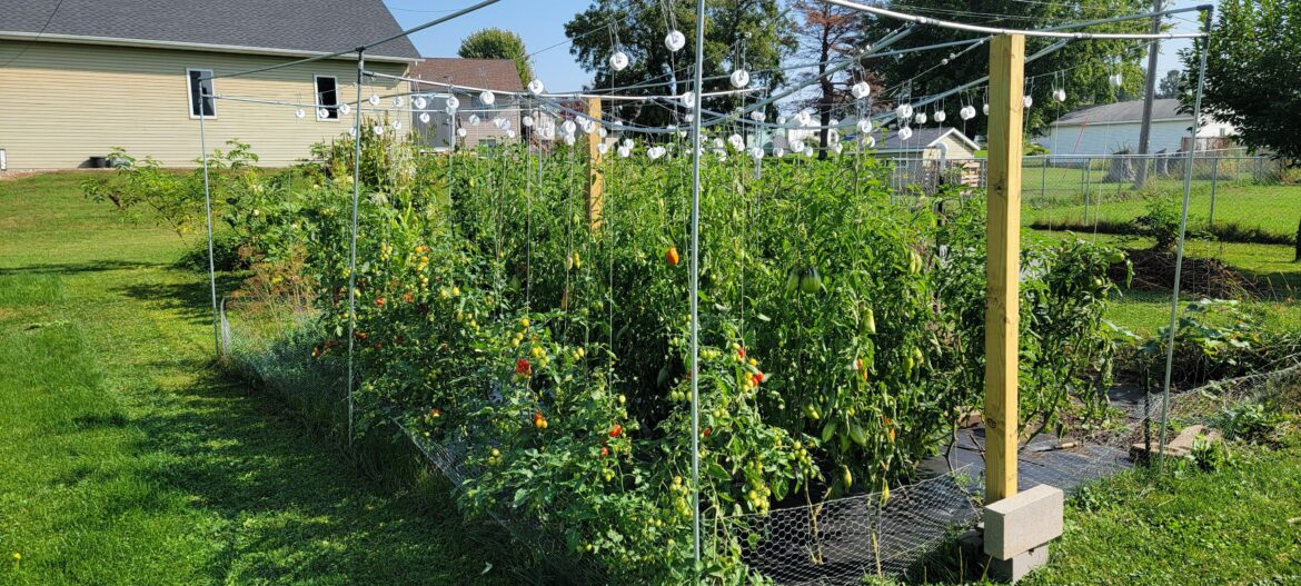 So. Many. Beefsteaks. So. Many. Beefsteaks.