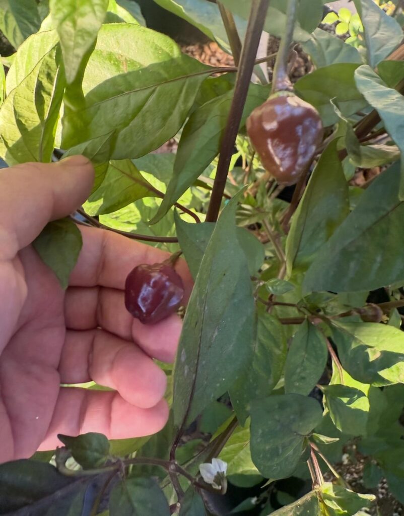 I got pepper Joe’d what are these??