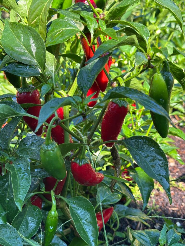 Everything is looking fantastic this season ❤️‍🔥