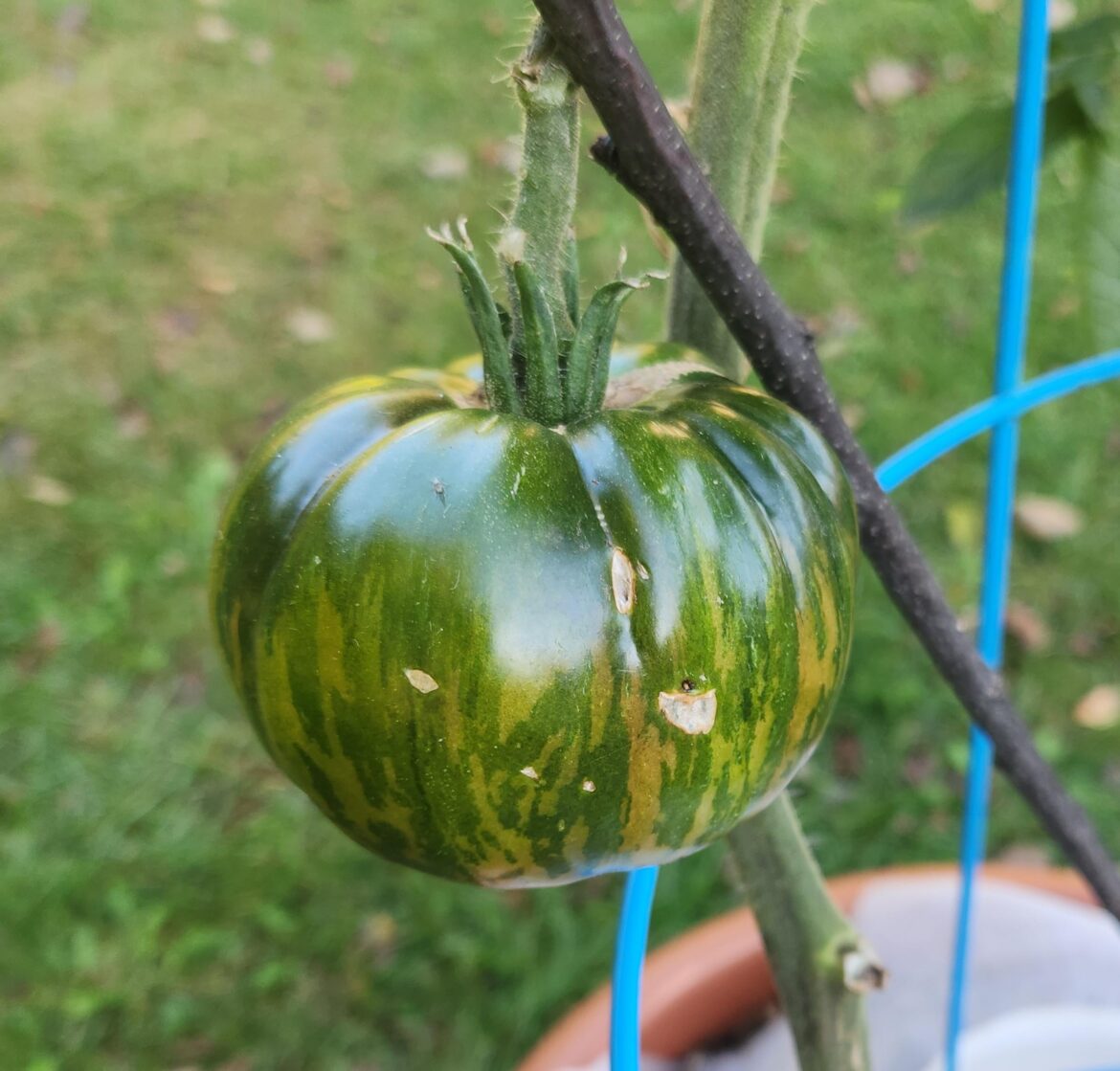 Sad the season is almost over Sad the season is almost over