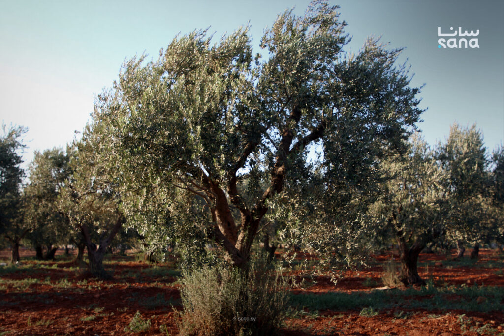 Olive production decline in Idleb due to rainfall shortage