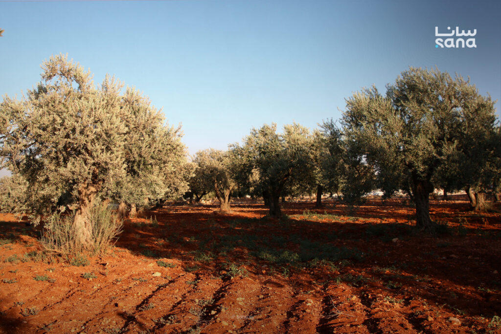 Olive production decline in Idleb due to rainfall shortage