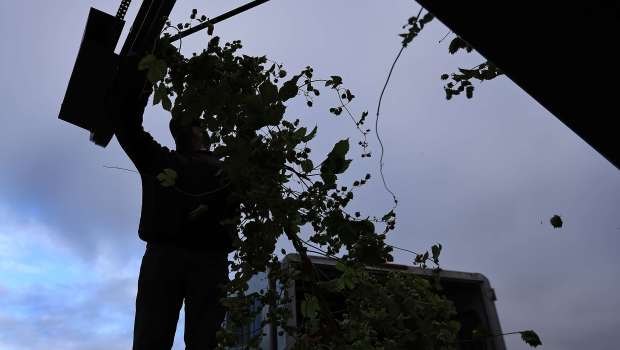 Hop bines, climbing stems or flexible shoots, are fed in...