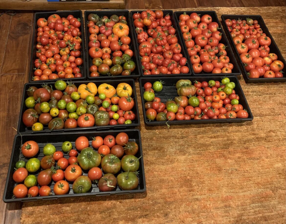 Part of today’s harvest