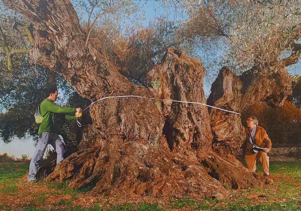 Olive ancient tree “La Farga del Arión”, in Tarragona