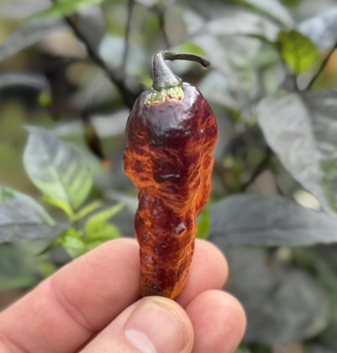 First ripe Hallow's Eve pepper