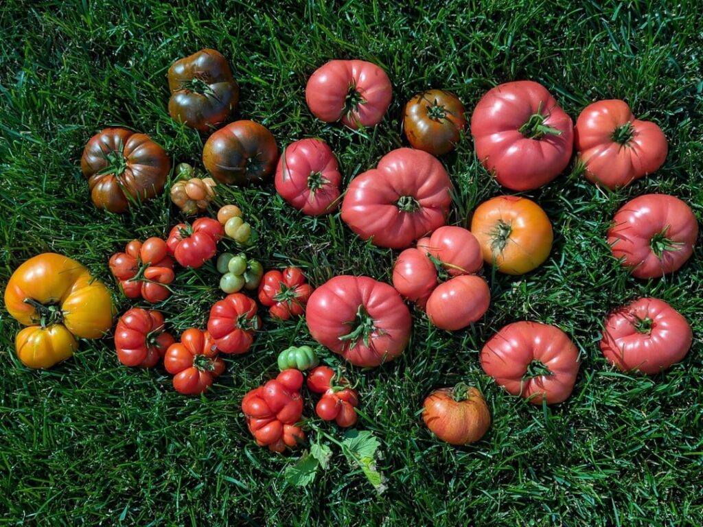 Home garden heirloom tomato harvest - Pineapple, Reisetomate, Black From Tula, Black Altai, Pink Brandywine, Isopolin, Ferris Wheel & Copia varieties