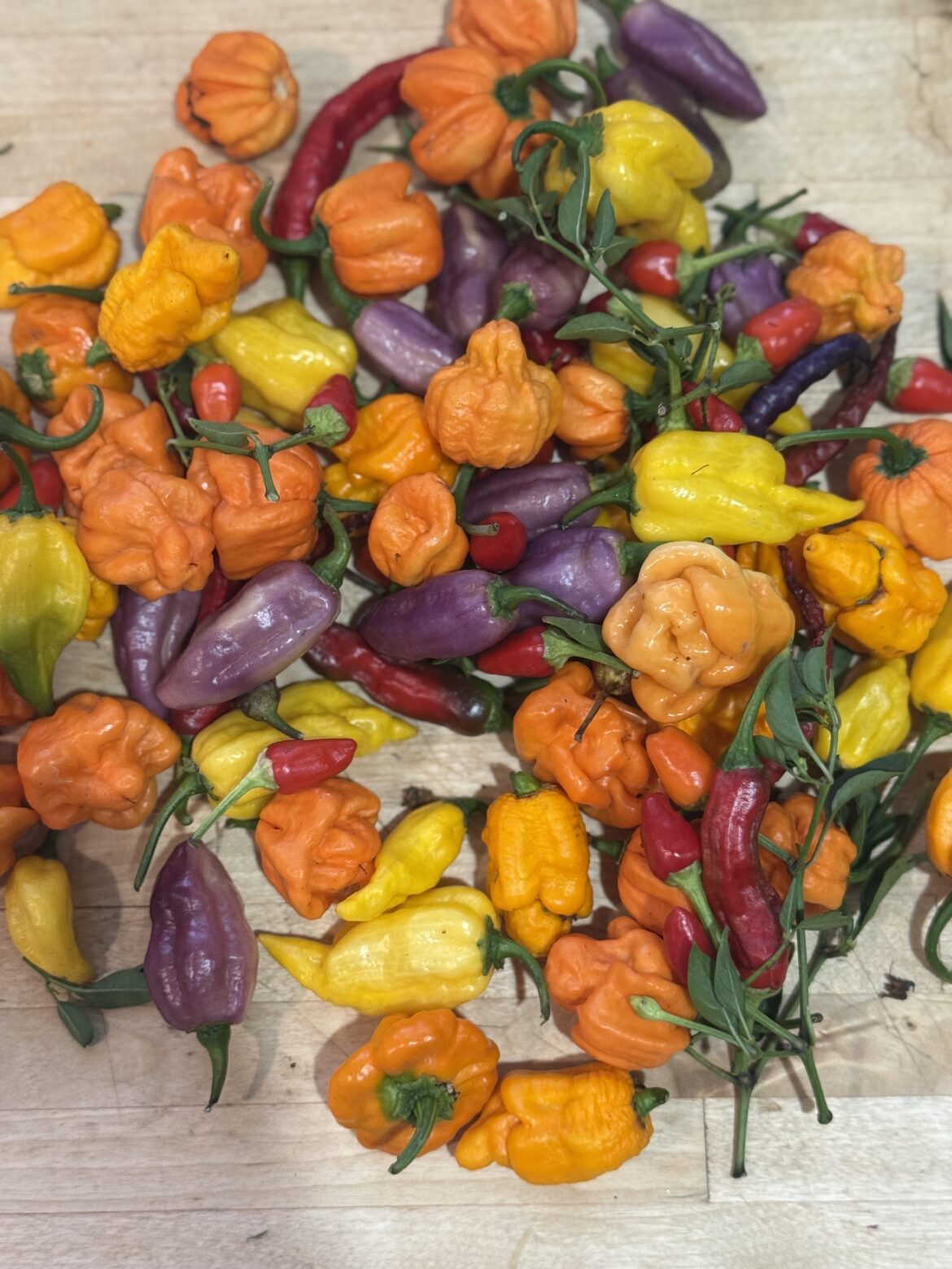 First year, first harvest