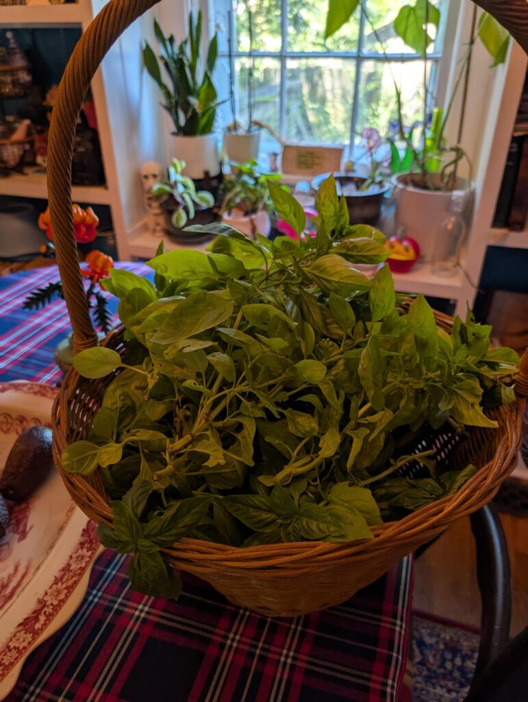 This wound up making the equivalent of $50 of store bought pesto