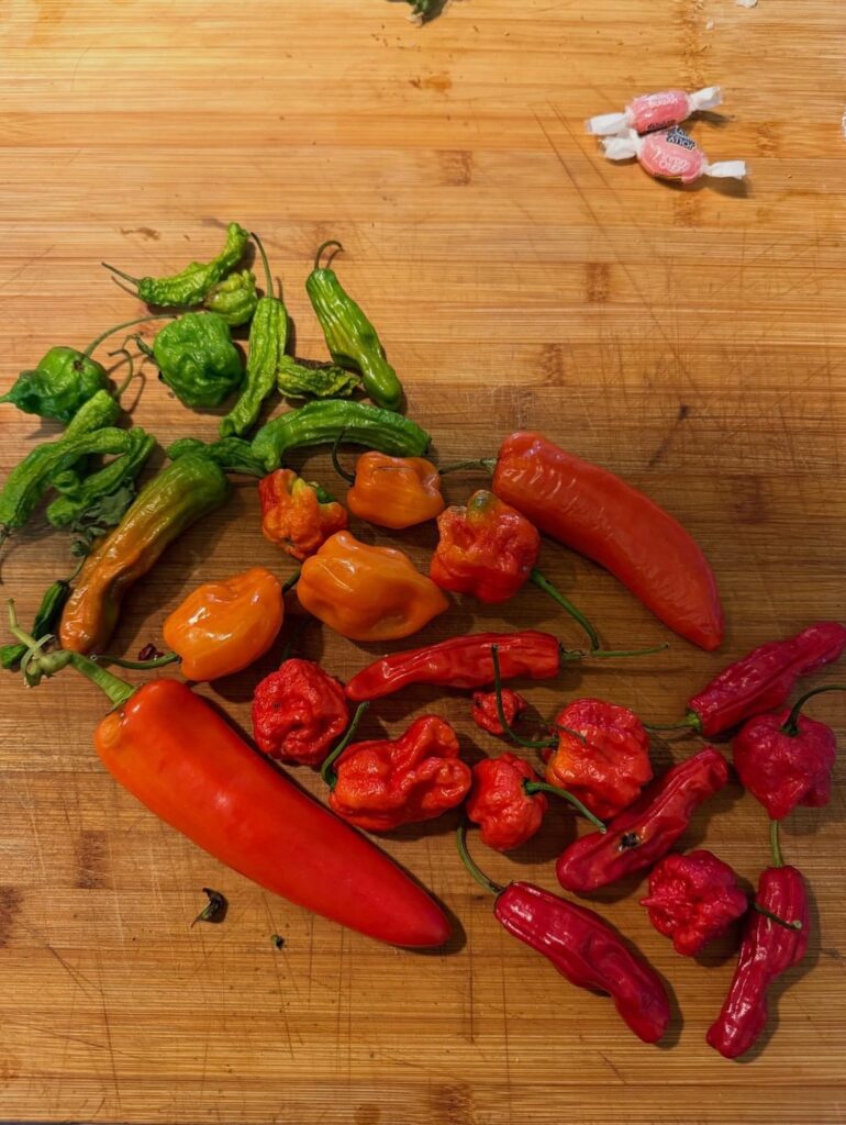 Small sampling from the garden today