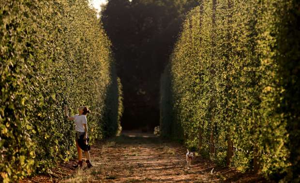 Melissa Luci at AV Hops in the Alexander Valley, will...