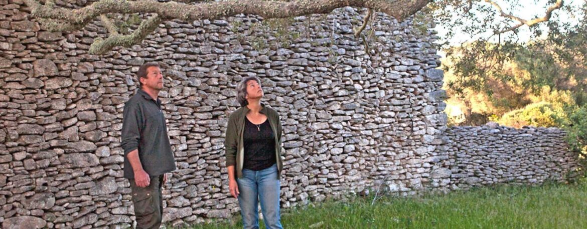 Corsica Rewards Grower for Olives Picked, and Those That Fell