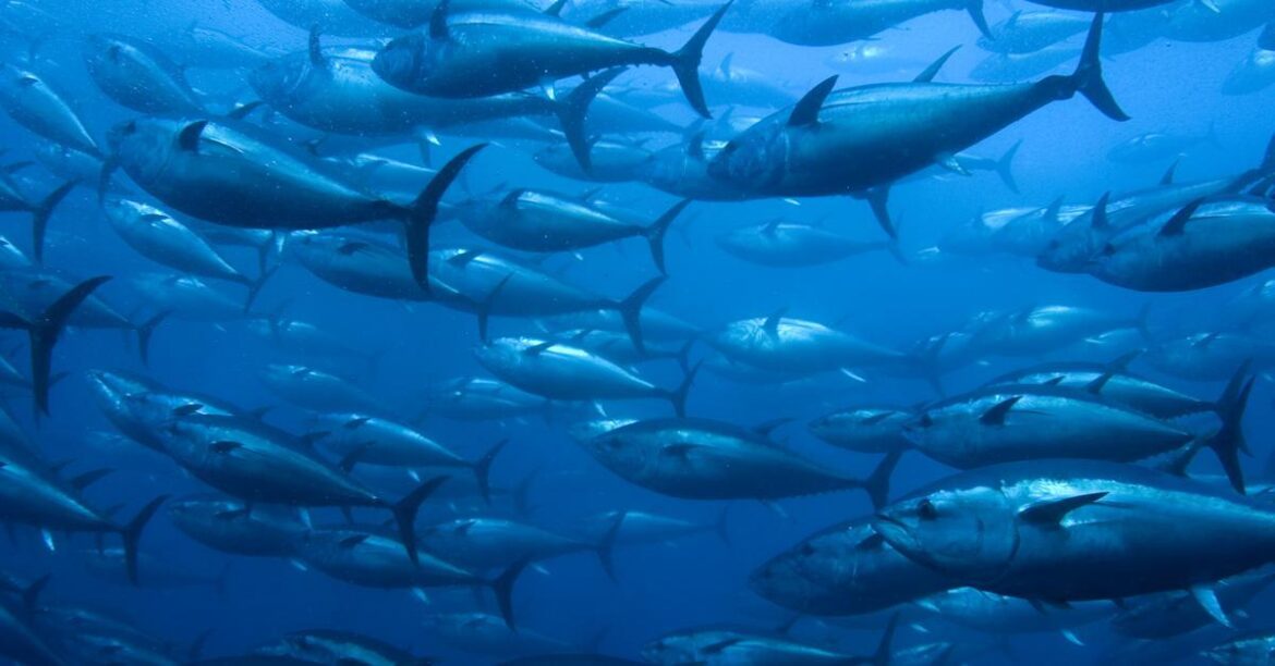 Should we stop eating tuna (as some French school cafeterias will do)?