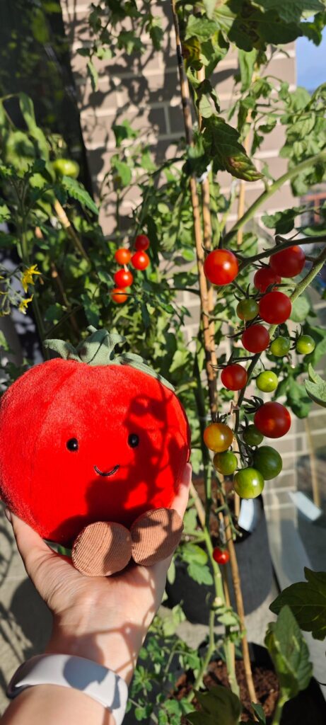 Partner got me a tomato plush 🍅❤️