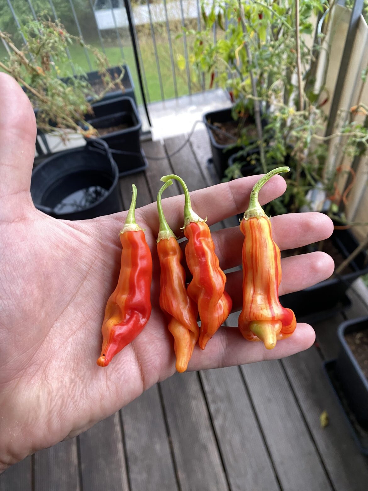 Most beautiful peppers that I harvested