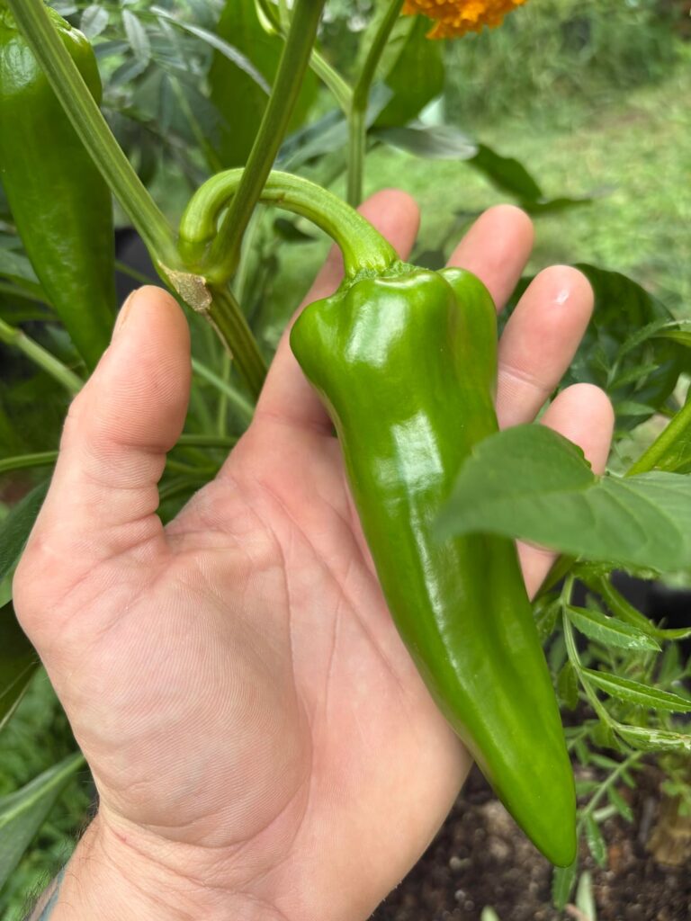 What kind of pepper did I grow. I have three different kinds. But all came in same bag