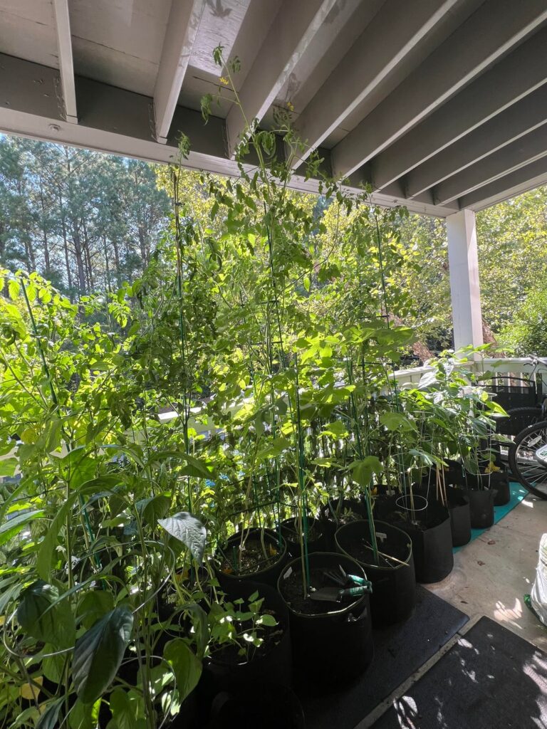 Tomato plants are so tall