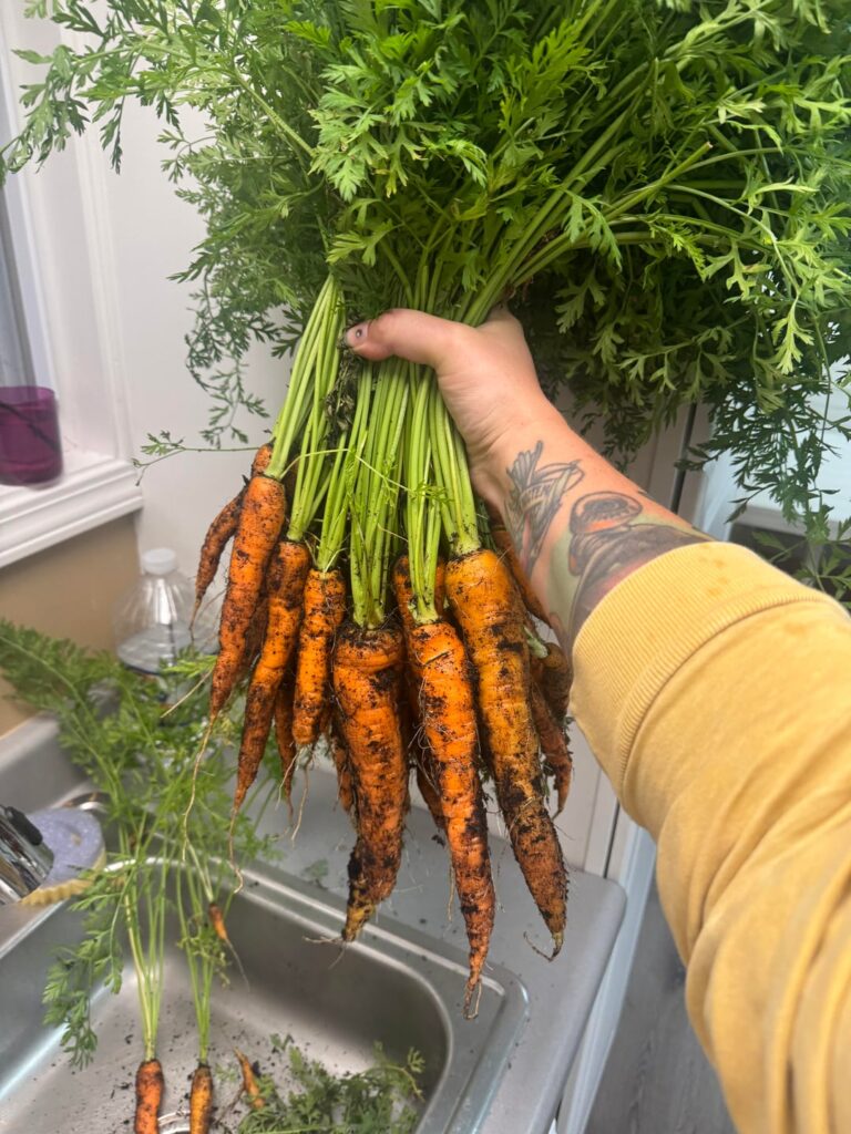 My most successful carrot harvest!