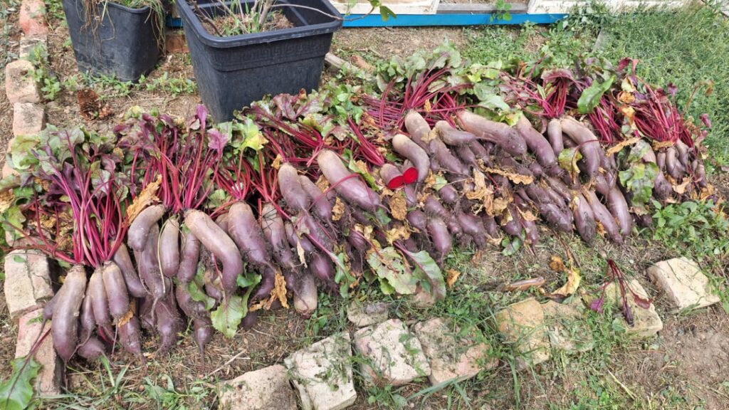 Hello, I am new to this sub, and wanted to share my big red beet harvest!