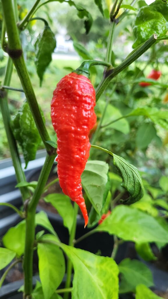 Are these ghosts ready to be picked?