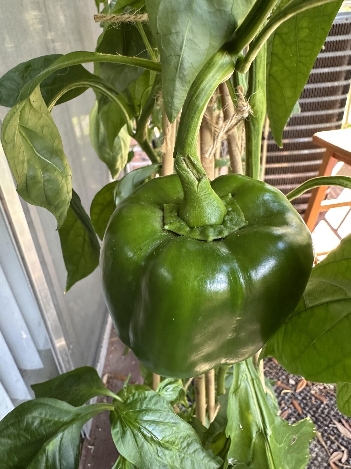 Should I pick it if the stem is splitting like this?