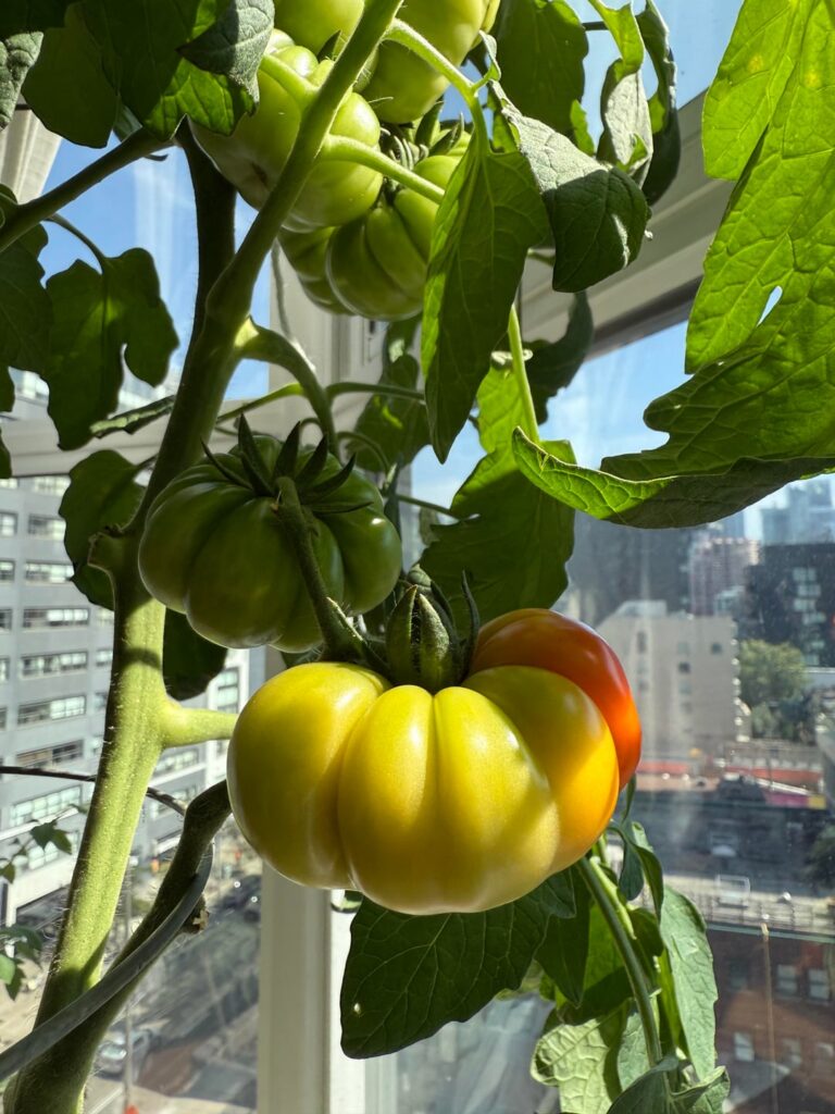 First time growing tomatoes and it’s turning red! First time growing tomatoes and it’s turning red!