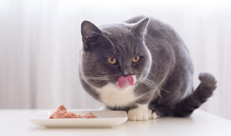 Los Angeles cat H5N1 deaths prompt new warning about raw pet food Los Angeles cat H5N1 deaths prompt new warning about raw pet food