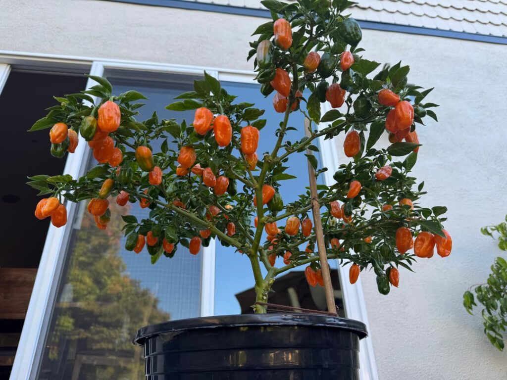 2nd harvest of the year from the same plant 2nd harvest of the year from the same plant