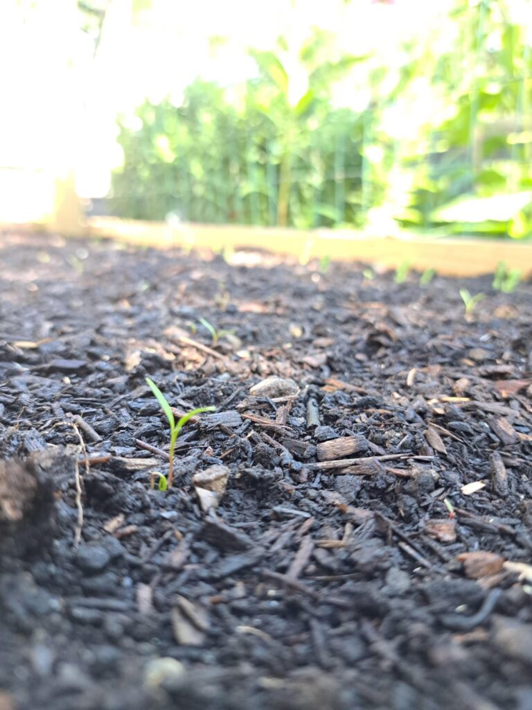 First time growing a fall crop