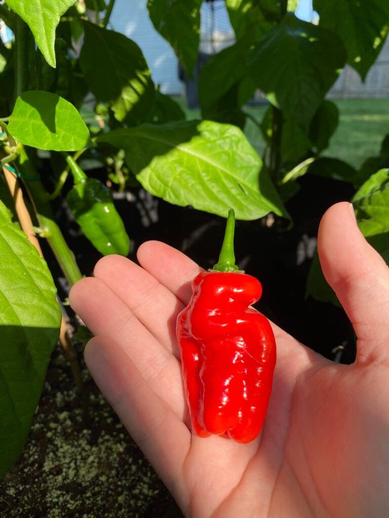 My first ever pepper