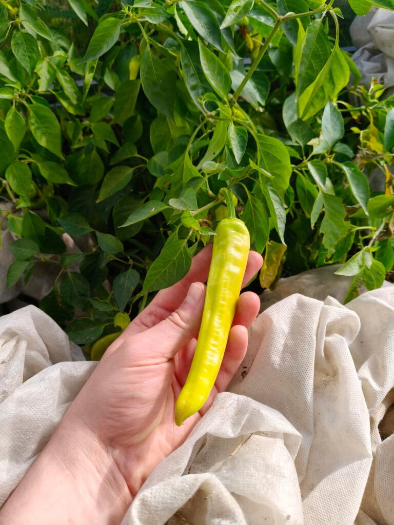 Please help me identify this pepper.