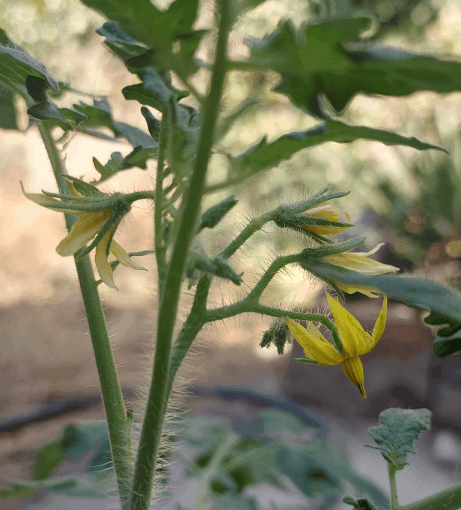 My tomato is blooming! I know it's very late, but it's my first tomato plant actually