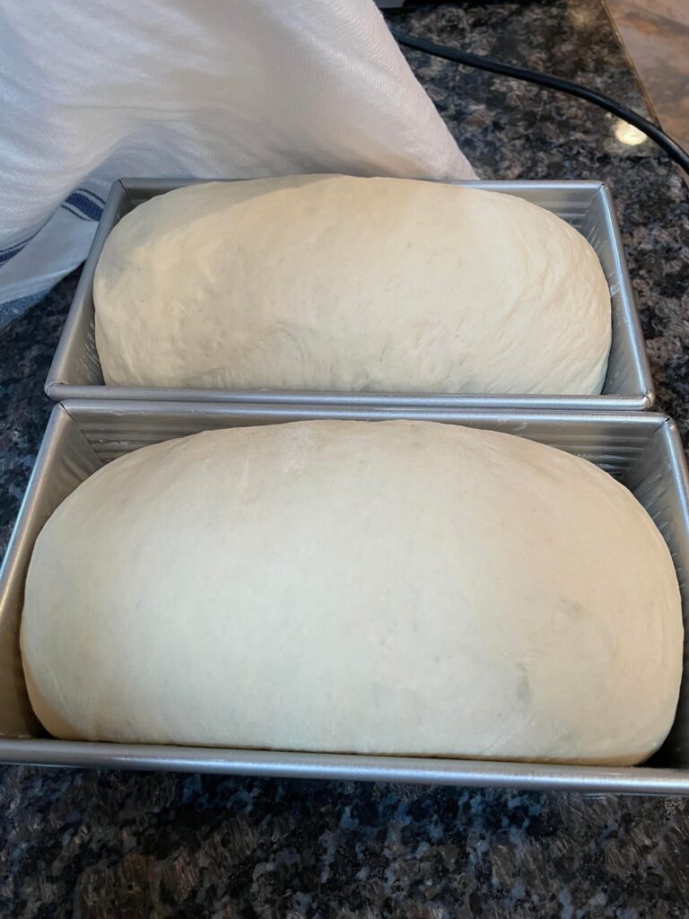 My first sandwich bread loaves 🍞✨