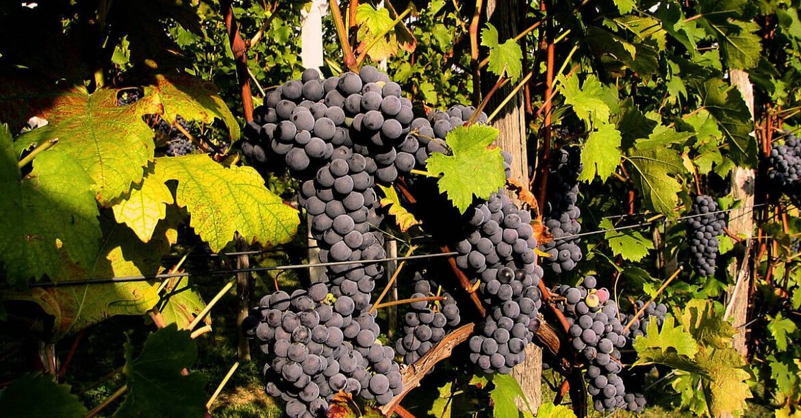 Hot, Dry Weather Seen Pushing French Wine Output Below Five-Year Average Hot, Dry Weather Seen Pushing French Wine Output Below Five-Year Average