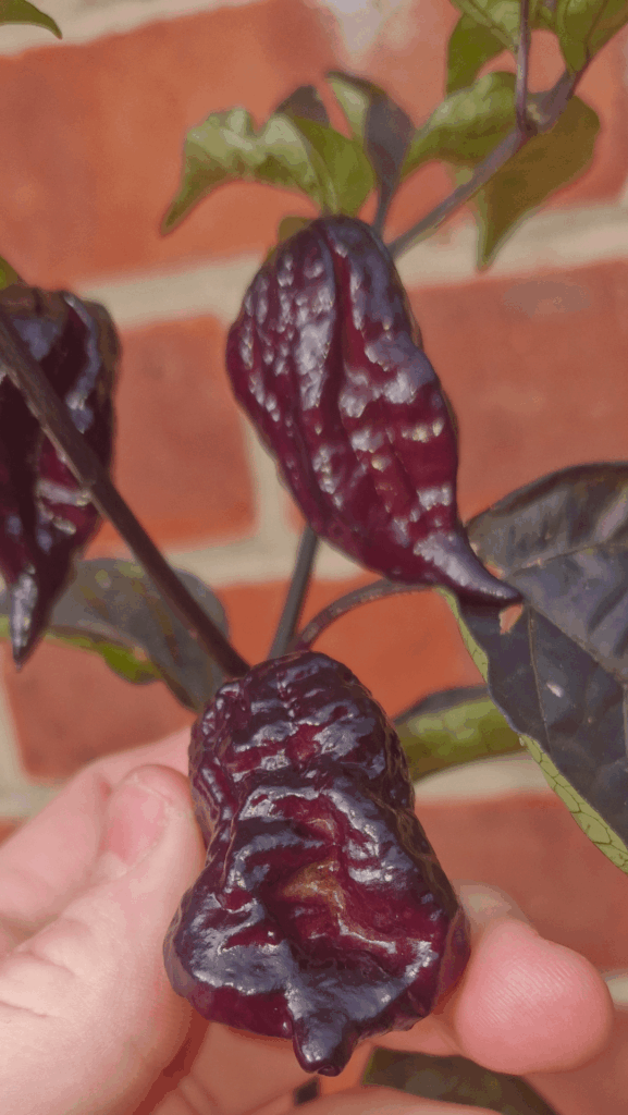 Can anyone help me identify this pepper?